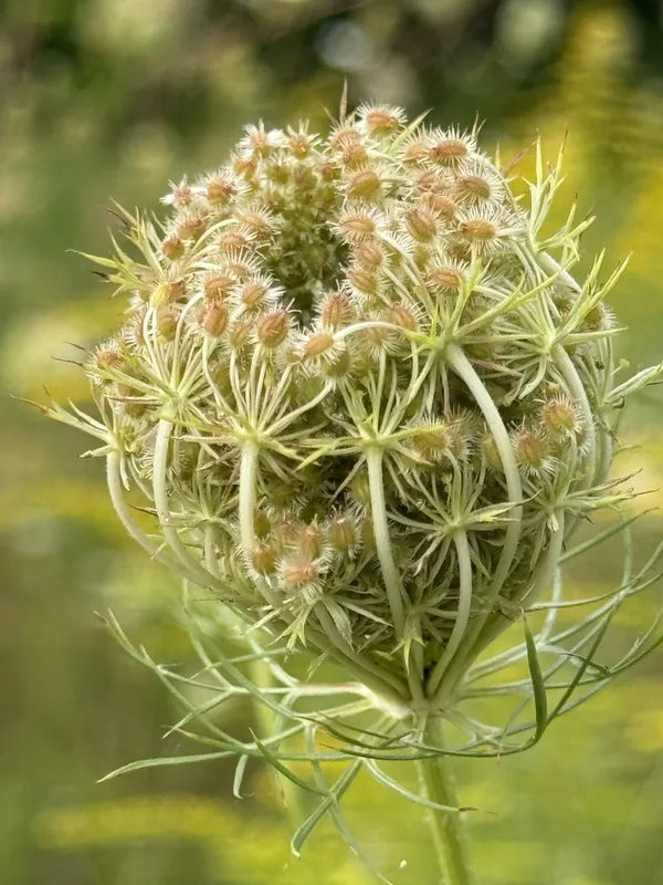 Queen Anne's Lace. thumbnail