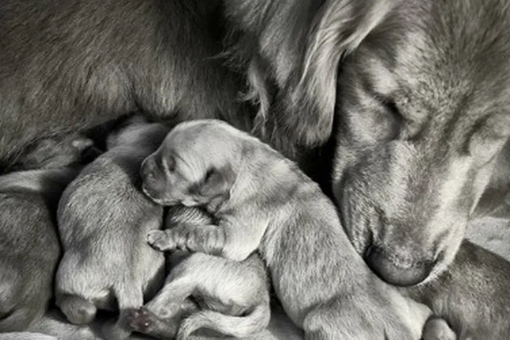 dog-babies-470.jpg