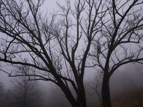 Old Trees on Foggy Day thumbnail