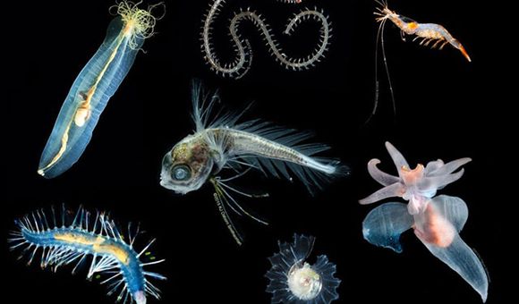 Composite photo of seven different colorful and partially transparent deep-sea animals on black background