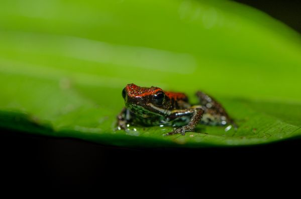 Amazonian Ameerega bilinguis frog thumbnail