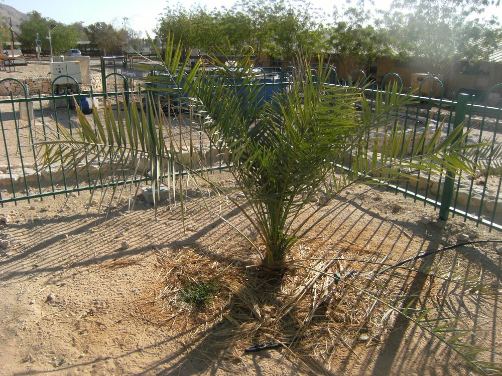 Methuselah Date Palm