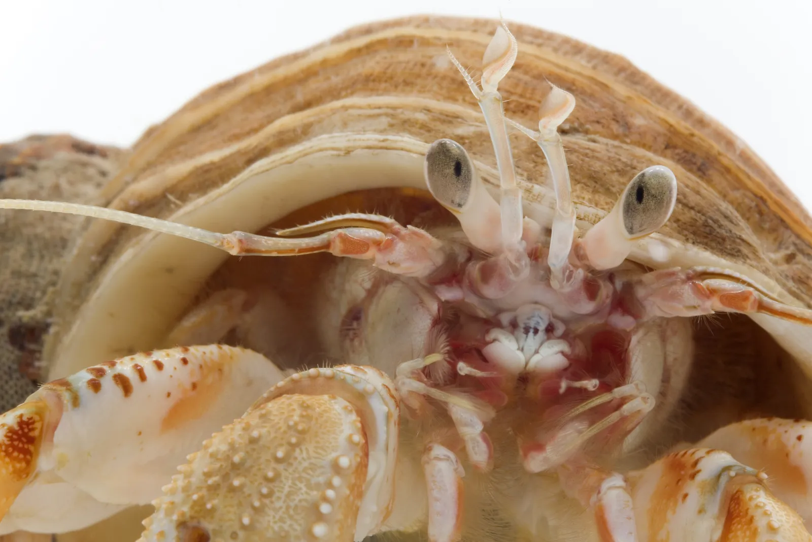 Cannibalistic Hermit Crabs Salivate at the Smell of Their Dead | Science| Smithsonian Magazine