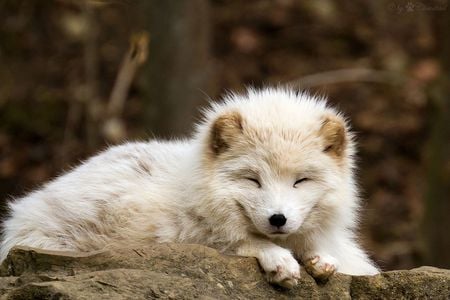 New research suggests that most Arctic mammals may actually benefit from climate change. Arctic specialists like the Arctic fox, however, may not do quite so well.