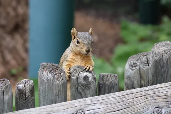 Curious Squirrel thumbnail