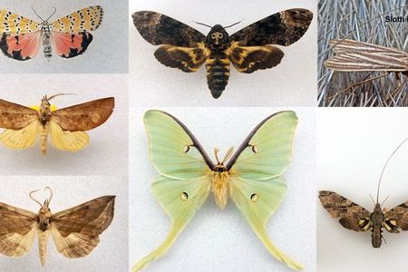 There are about 160,000 species of moths and butterflies worldwide, each with unique characteristics.