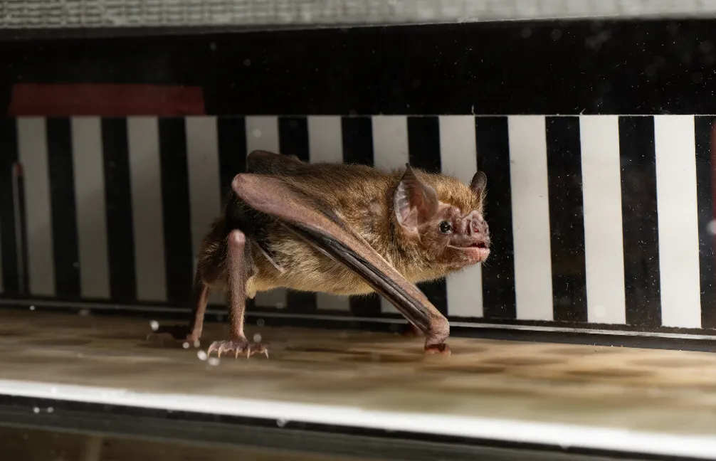 Vampire bat walking on a treadmill
