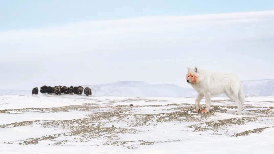 a white wolf with a blood-stained face walks through a winter landscape, a herd of oxen in the back