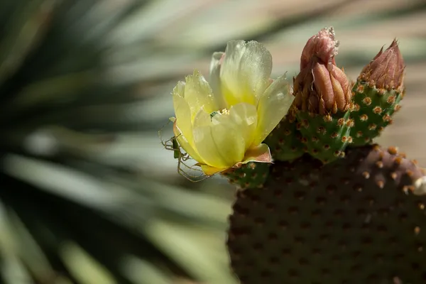 A Spider's Morning Walk thumbnail
