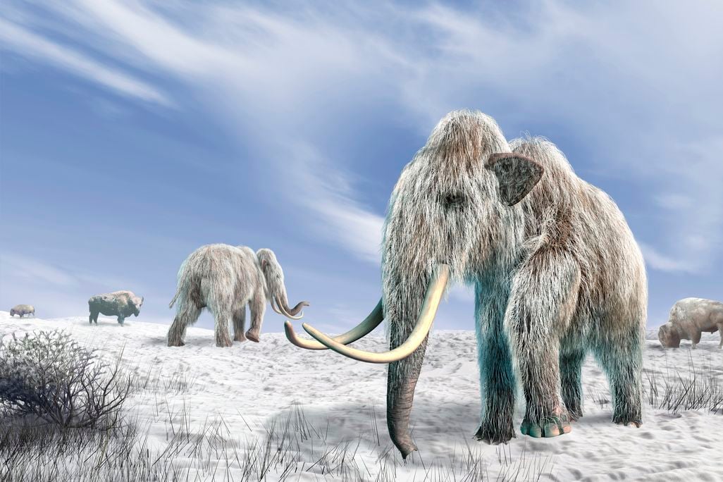 Illustration of a herd of snow-covered woolly mammoths with large tusks on a frozen landscape