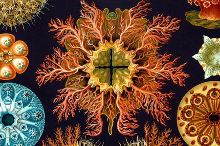 An engraving from German zoologist Ernst Haeckel's Kunstformen Der Natur, a 1904 book that celebrated the symmetry of nature