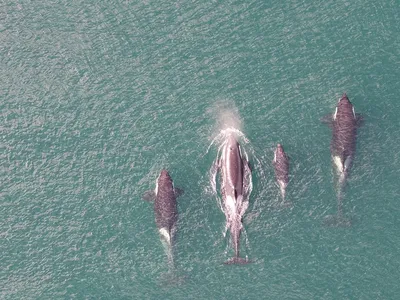 The researchers used drone footage and tracking devices to analyze the behavior of 11 orcas in the northern Pacific Ocean.