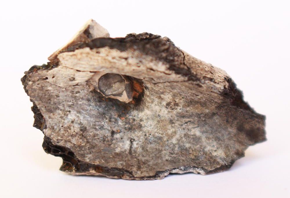 charred human scapula