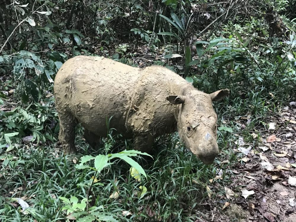 Iman, a Sumatran Rhino, covered in mud