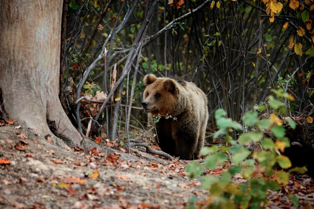 bear