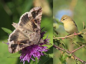 20110520102441SilverYWillowWarbler.jpg