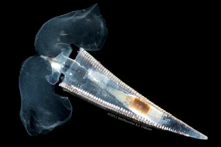 The shelled sea butterfly Hyalocylis striata can be found in the warm surface waters of the ocean around the world.