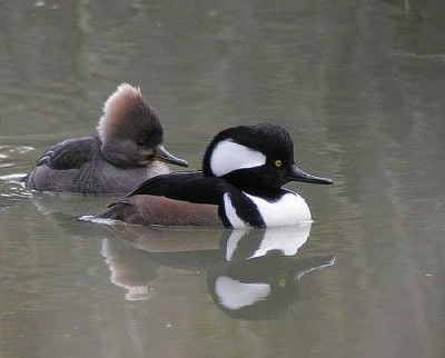 Are Mergansers Good to Eat 