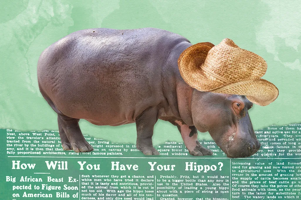 Illustration of a hippo wearing a farmer's hat in front of a newspaper article about the 1910 bill