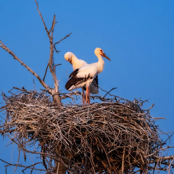 A Pledge in the Sky thumbnail