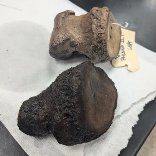 Mastodon toe