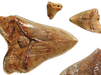 The widening of the canal has exposed a trove of fossils, including megalodon teeth.