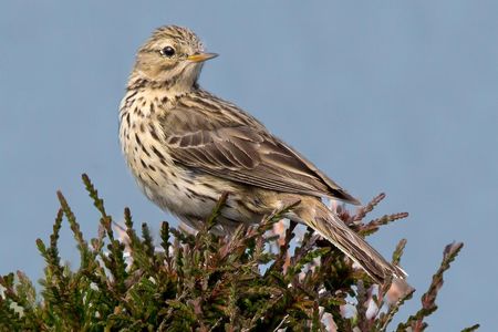 Sixty-eight percent of meadow pipits have disappeared from the French countryside. 