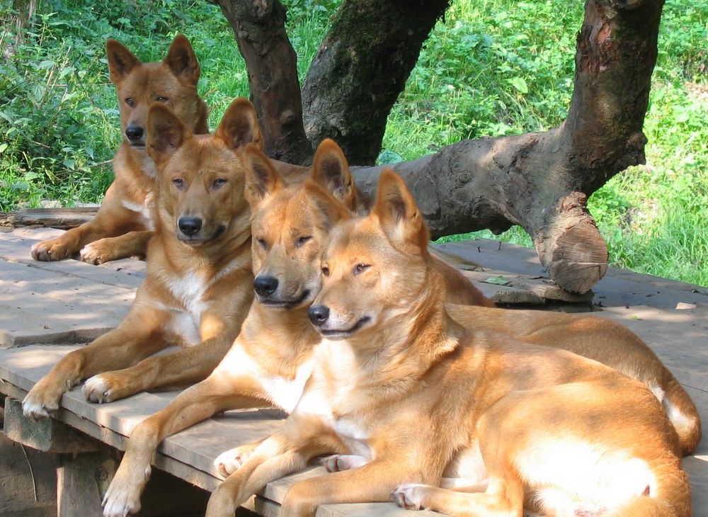 dingoes