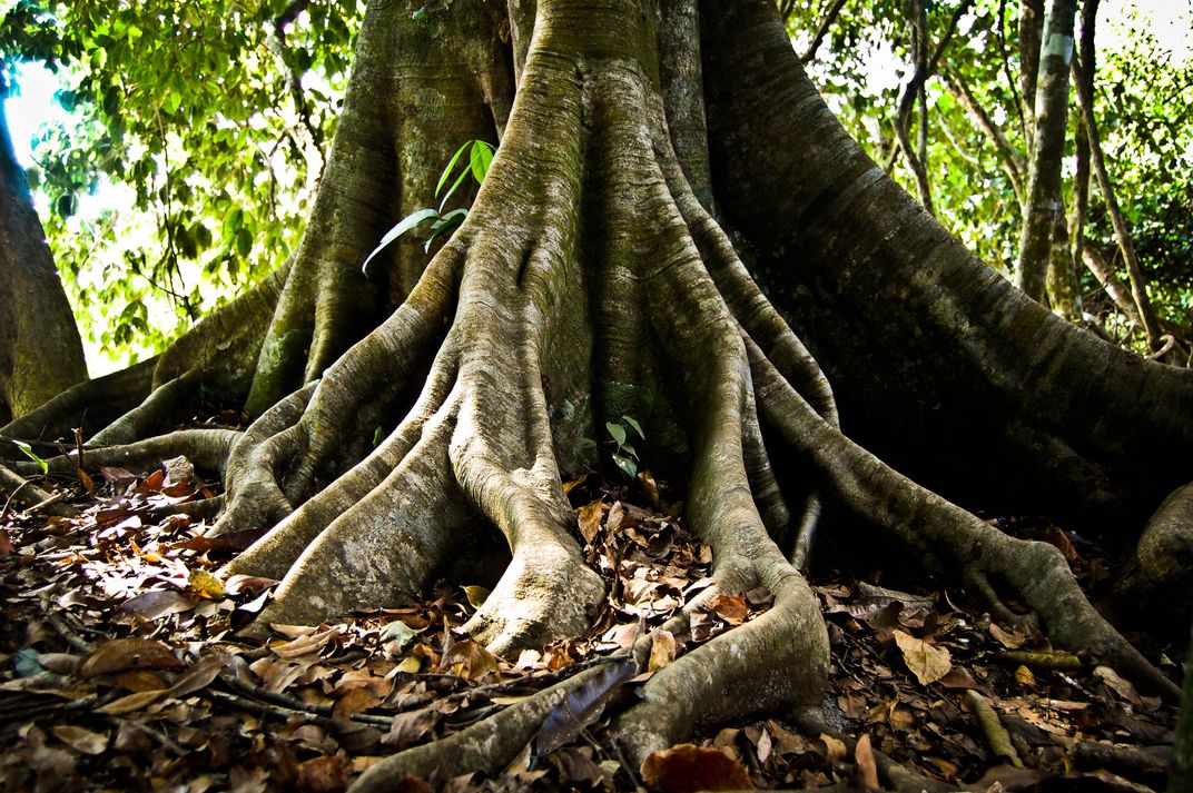 Roots in the rainforest of Costa Rica | Smithsonian Photo Contest ...