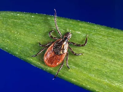 Black-legged ticks, also called deer ticks, carry a variety of diseases that can be passed to humans.