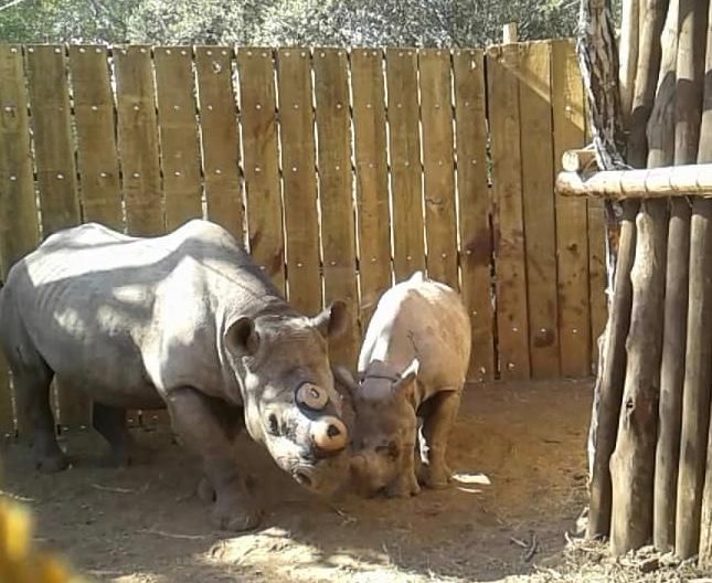 Sixteen Black Rhinos Successfully Relocated to eSwatini | Smart News|  Smithsonian Magazine