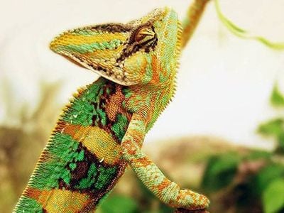 This flashy male chameleon is deadly beautiful to his competitors.
