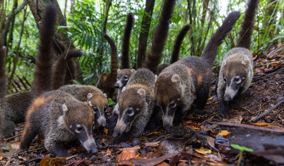 Coatis-Credit Christian Ziegler-Max Planck Institute of Animal Behavior.jpg