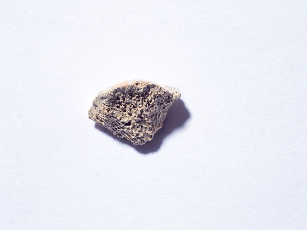 Dog Bone Fragment