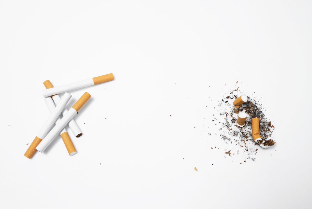 are cigarette beetles harmful to humans How to identify and get rid of cigarette beetles