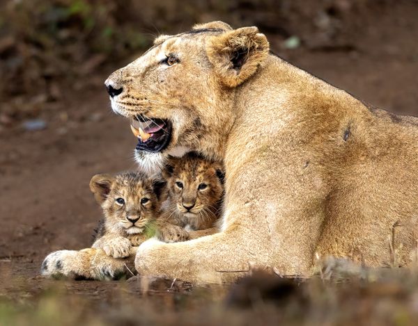 Curious Cubs with Mom!! thumbnail