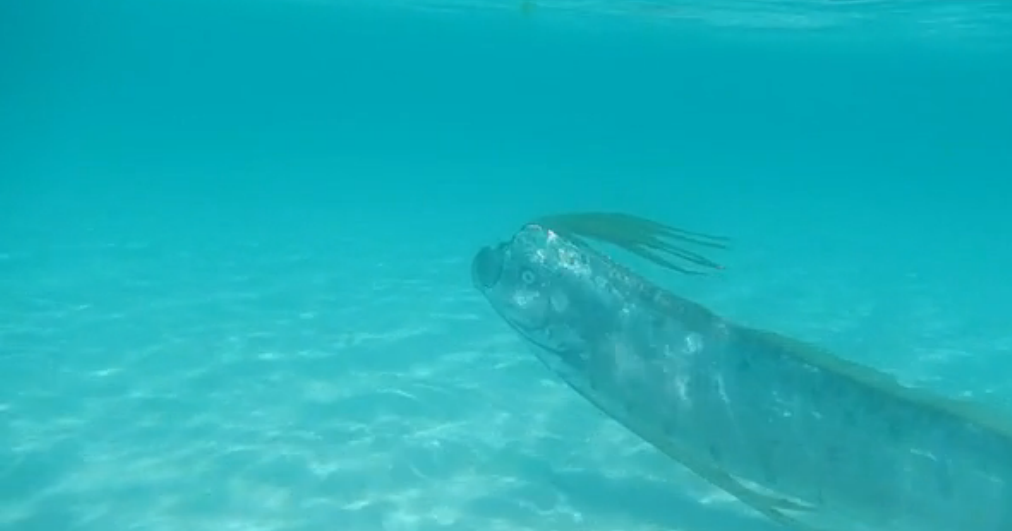 This Rare Footage Shows Two Live 15-Foot-Long Oarfish Swimming in the Ocean, Smart News