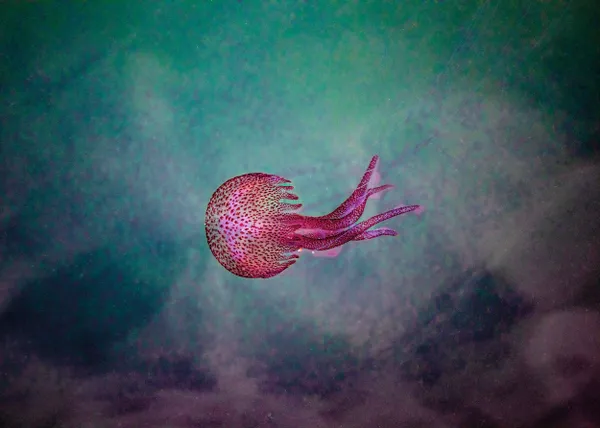 Pelagia noctulica lost after the flood thumbnail