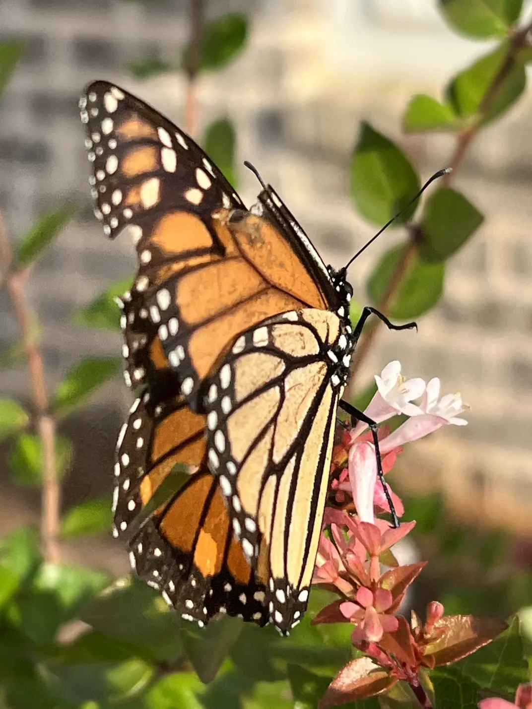 A monarch butterfly with broken wings in my front yard | Smithsonian ...