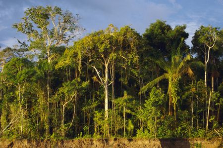 The rainforest edge at the Amazon river in Peru
