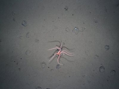 A deep-sea starfish attached to what is called a polymetallic nodule. These nodules are being targeted by the burgeoning deep-sea mining industry for their mixture of valuable metals including manganese, cobalt, copper and nickel.