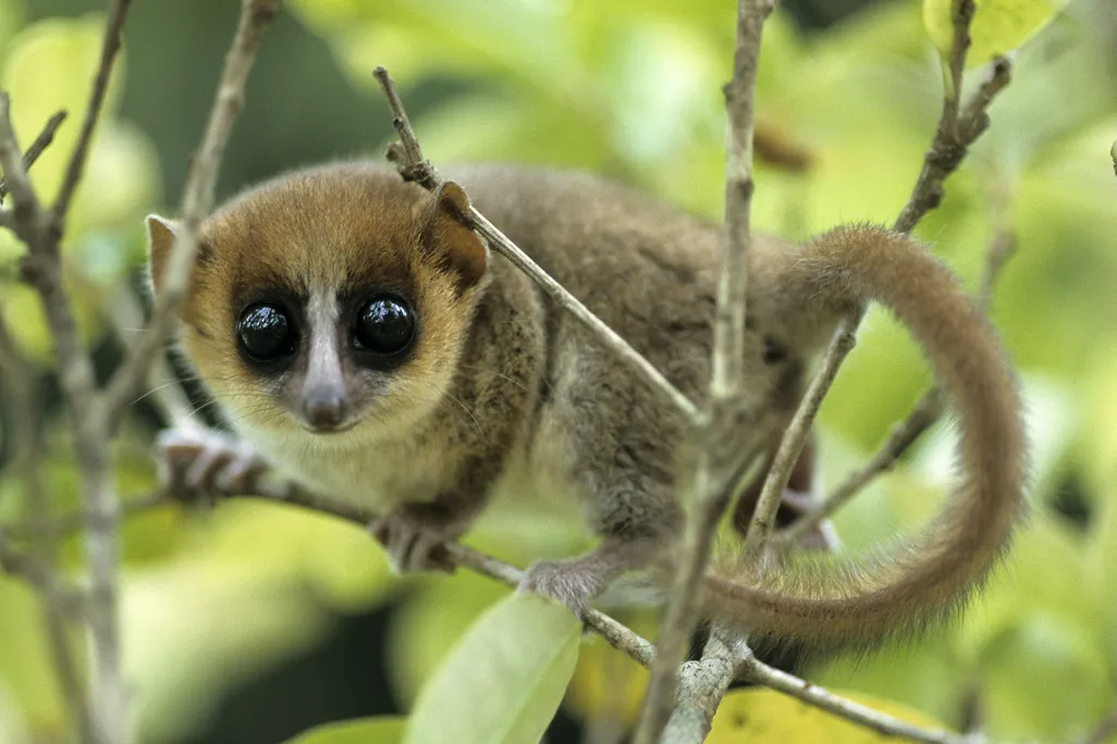 Mouse Lemur
