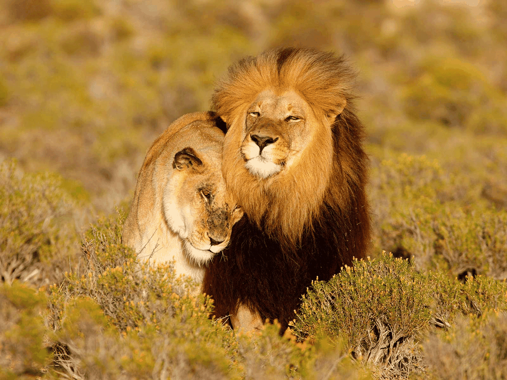 Lions Cuddling