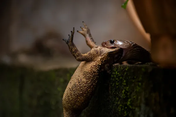 Shadows of the Hunt thumbnail