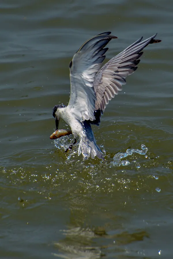 nhạn biển săng mồi - nikon D4 thumbnail