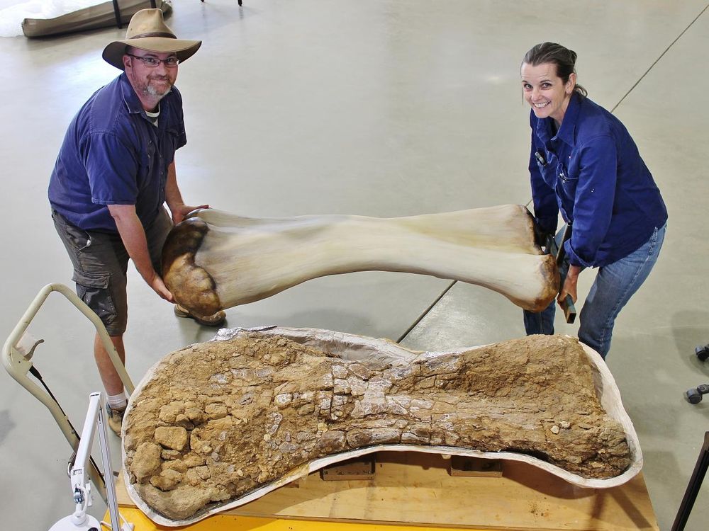 A photo of two people holding a recontruction of a colossal dinosaur humerus.The actual humerus sits nearby on a table.  