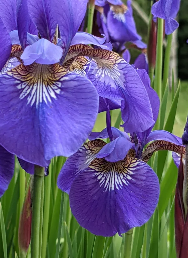Irises in May thumbnail