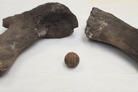Bones that archaeologists say belonged to a large male sperm whale, alongside a 17th century cannonball. These items were discovered by archaeologists in Edinburgh, Scotland during excavations ahead of a new tram line.