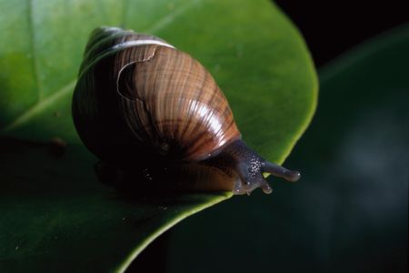 A photo of Achatinella mustelina