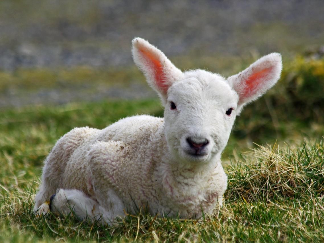 LAMB definition in American English